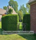 TesnerTreeAndShrubCare.com - Shane Tesner - Port Huron, MI - Trees - Shrubs - Hedges - Topiary - Ornamentals - Landscaping