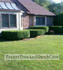 TesnerTreeAndShrubCare.com - Shane Tesner - Port Huron, MI - Trees - Shrubs - Hedges - Topiary - Ornamentals - Landscaping